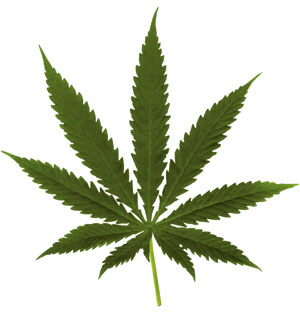 Marijuana Leaf Photo