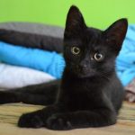 Black Cats - Are They Really Bad Luck?